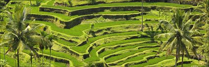 Rice Terraces - Bali H (PBH4 00 16570)